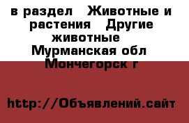  в раздел : Животные и растения » Другие животные . Мурманская обл.,Мончегорск г.